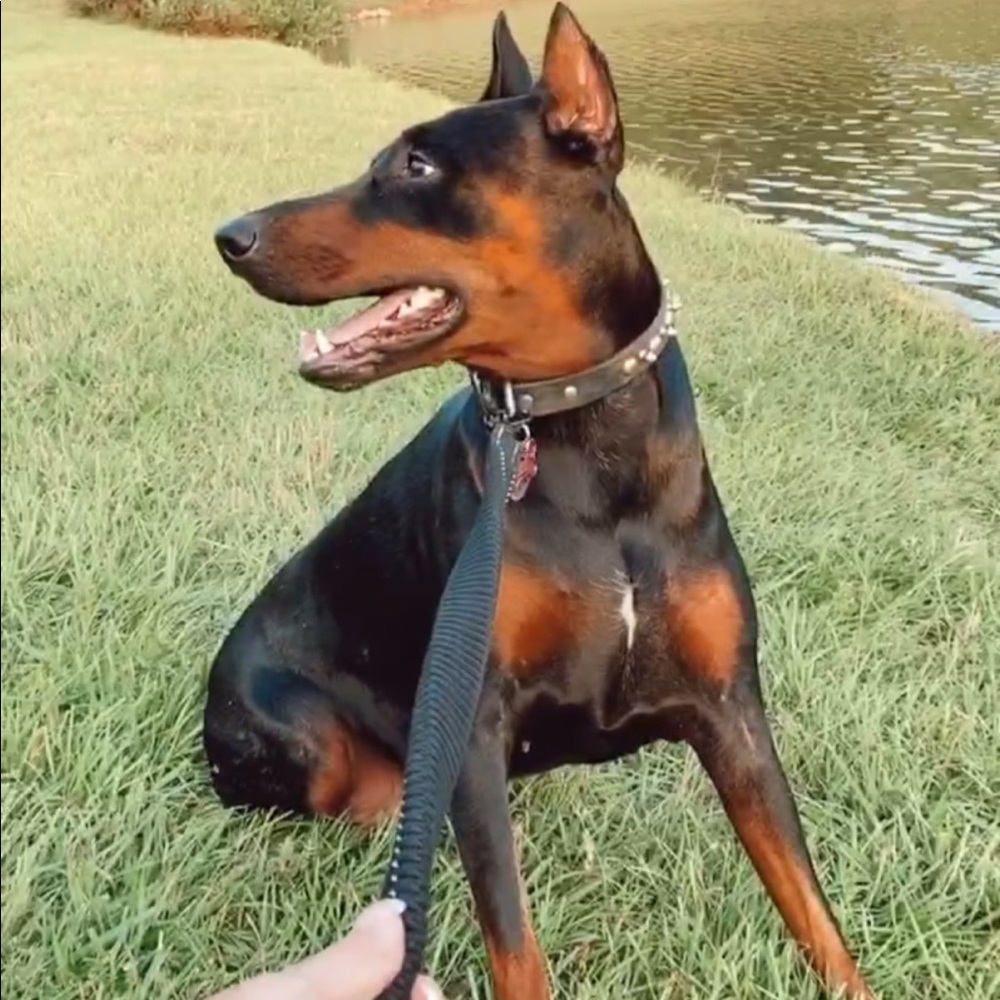 Meet your Posher, Madisson